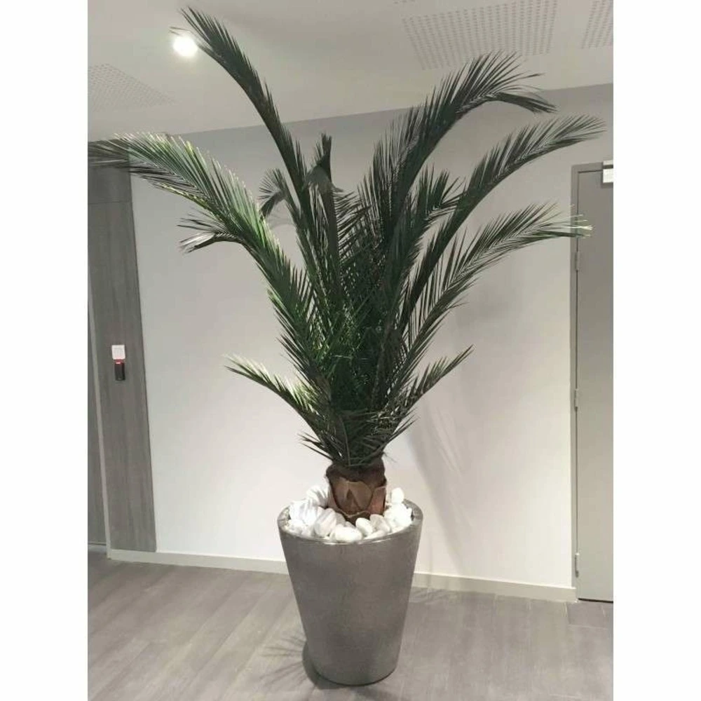 Palmier base Phoenix naturel stabilisé 150 cm