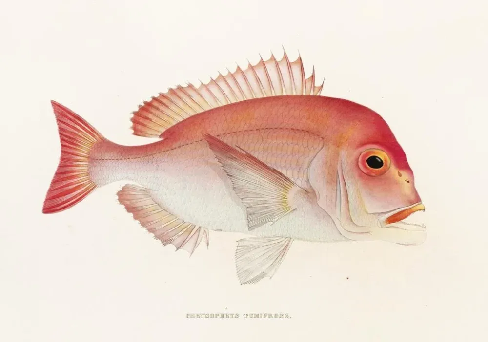 Plomb chromé Tableau Fauna japonica Pl047 - Philipp Franz Balthasar von Siebold | Reproduction