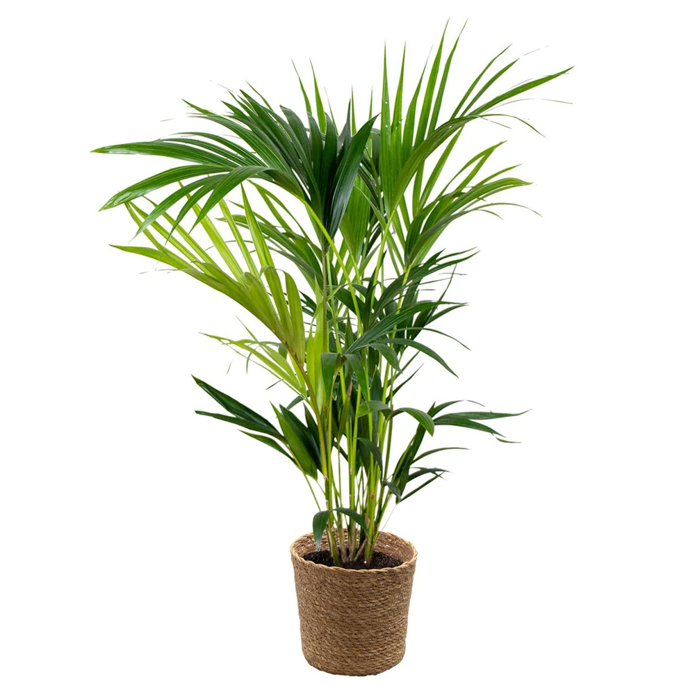Howea forsteriana incl. Panier en jonc de mer - palmier kentia - purificateur d'air - ⌀19 cm - ↕90-100 cm - Hauteur r...