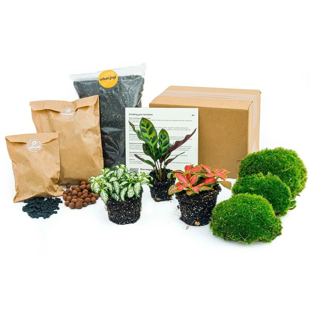 Kit rempotage plantes pour terrarium 3 plantes : calathé + 2 fittonia - avec garantie 5 ans
