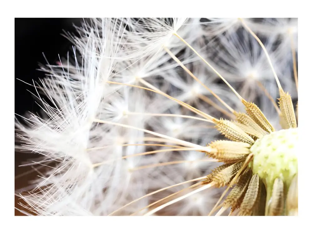 Papier peint intissé Fleurs Fluffy dandelion : Taille - 200 x 140 cm avec lame rotative