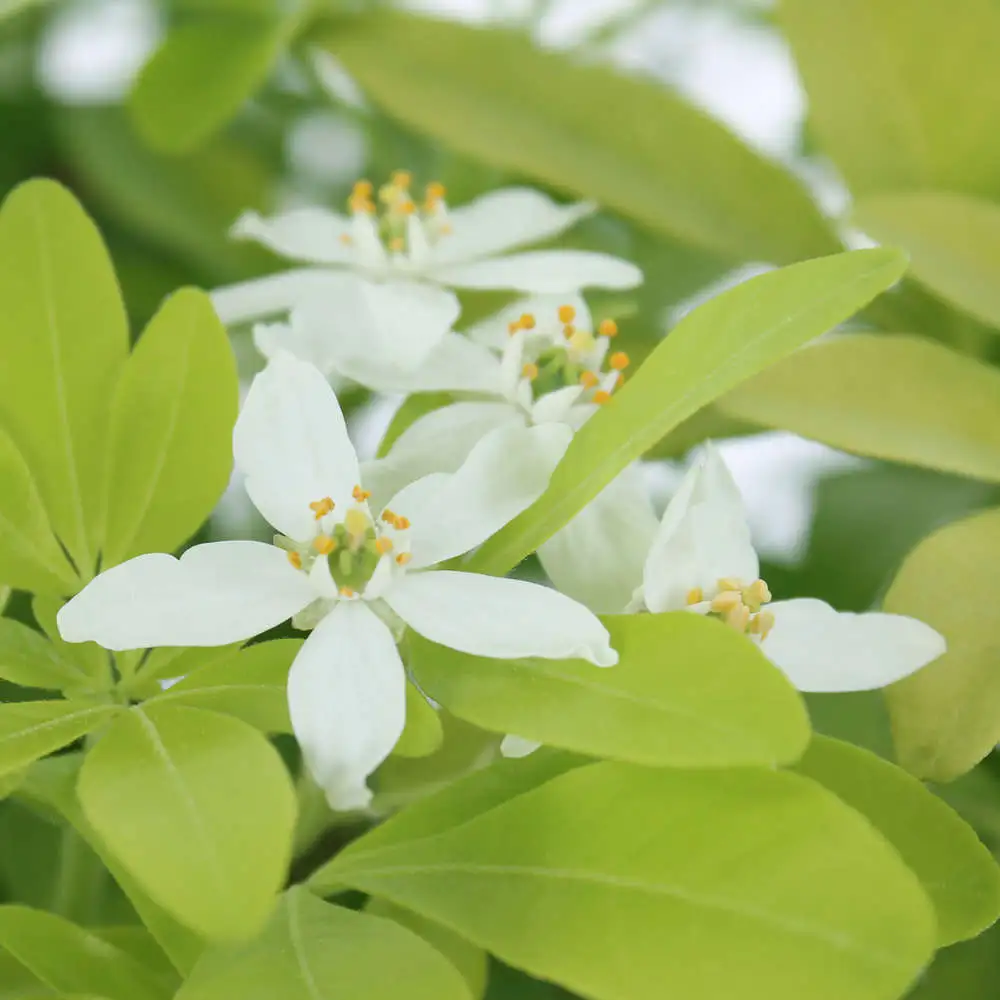 Choisya ternata ' Sundance '® : Touffe : ctr 5 litres