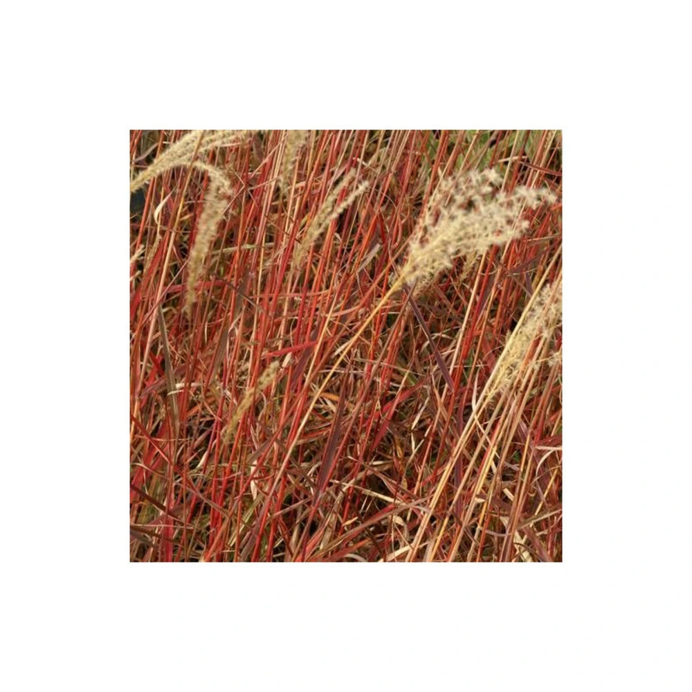Miscanthus, roseau de chine dronning ingrid/[-]godet - 5/20 cm (pour charges jusqu'à 30kg)