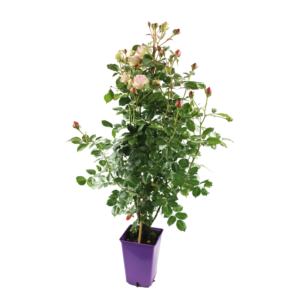 Équerre de fixation Rosier variétés protégées tuteurés - Pot 5L